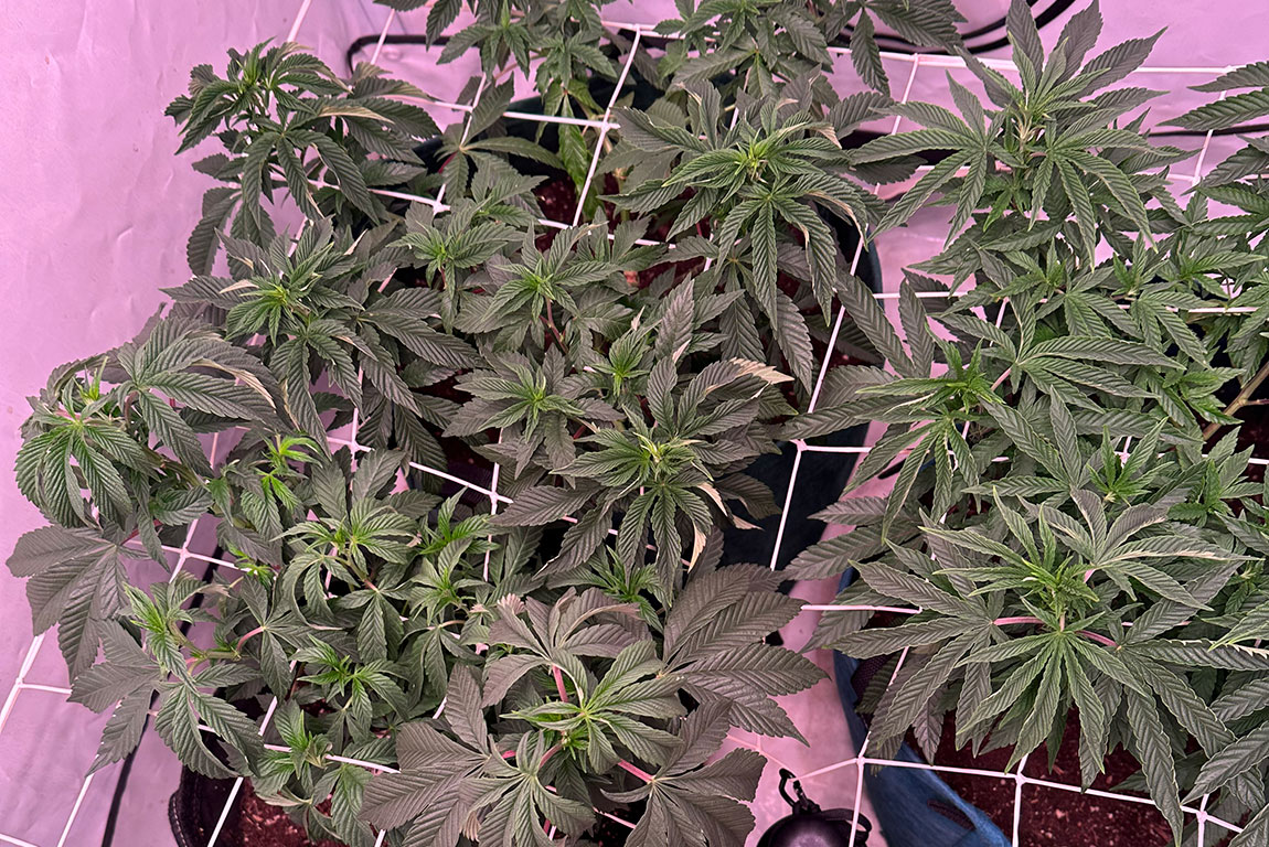 Lieve Muna, waar hebben mijn wietplanten last van? CNNBS.nl