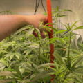 Defoliation en supercropping met 'fire genetics' en Bio Bertje