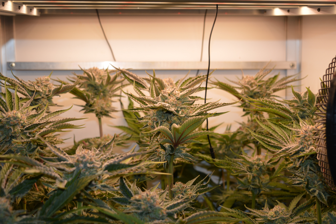 Nieuw plan Runtz x Layer Cake gaat deze week om! CNNBS.nl