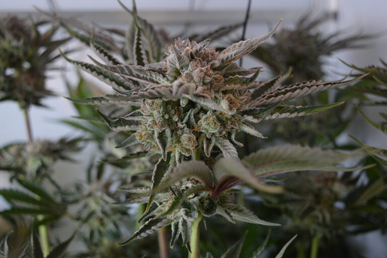 Nieuw leven, paddo's & de oogst van Runtz x Layer Cake CNNBS.nl