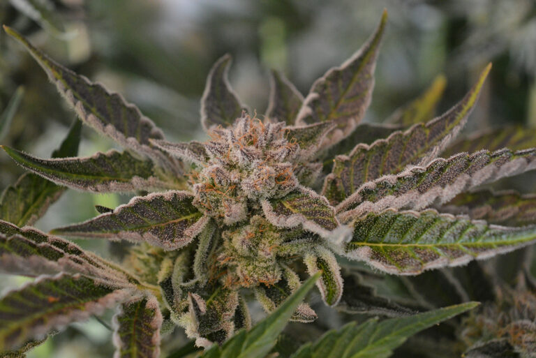 Nieuw leven, paddo's & de oogst van Runtz x Layer Cake CNNBS.nl