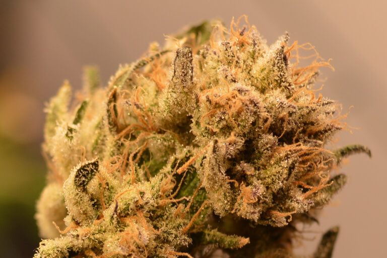 Buitenwiet, paddo'sen Runtz x Layer Cake groeit weer! CNNBS.nl