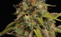 Candy Dawg Auto - SeedStockers