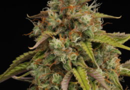 Candy Dawg Auto - SeedStockers