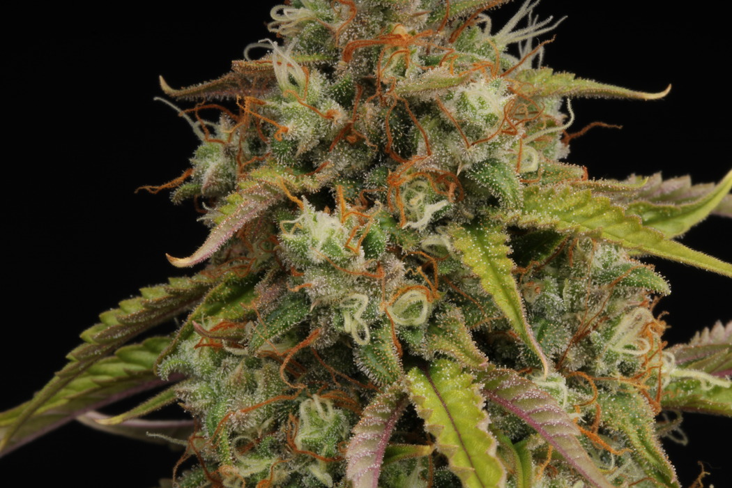 Candy Dawg Auto - SeedStockers