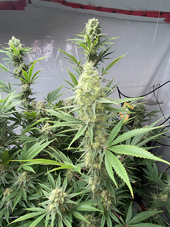 Lemon OG Kush
