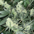 Lemon OG Kush