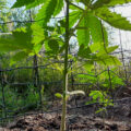 Buitenwiet testplanten gaan een tropisch weekend tegemoet
