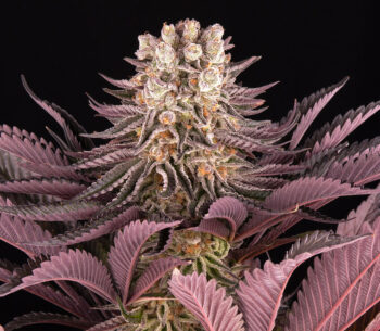 Mimosa x Orange Punch