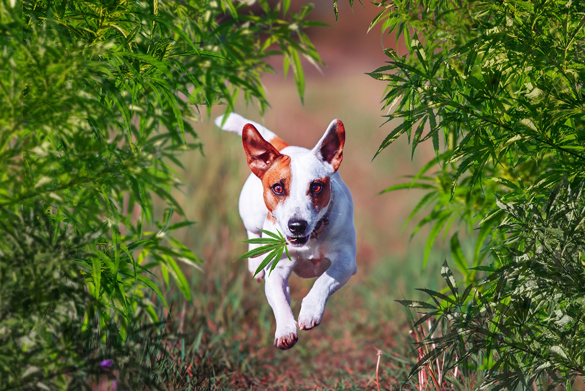 Studie betere 'runner's high' en minder pijn bij het sporten met wiet