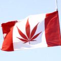 Prijzen Nederwiet dalen door instroom Canadese cannabis