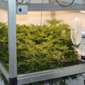 Runtz x Layer Cake bloeit & buiten staan de planten binnen