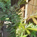 Mijn autoflower wordt paars, moet ik nu spoelen?