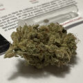 Bio Bertje's Top Terps, en waarom hij deze strains koos