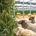 Griekse schapenkudde vreet 100 kilo wiet op bij medicinale kwekerij