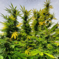 Gweedo oogst en beoordeelt CNNBS' & SeedStockers' buitenwietsoorten
