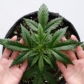Biologisch je eigen wiet kweken? Start hier!