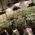 Karel's Herer Haze: reguliere sativa & intense citrussmaak