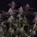 Milky Dreams: natte droom voor thuiskwekers