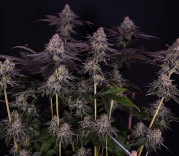 Milky Dreams