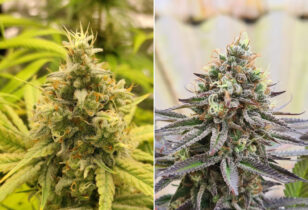 Gorilla Super Glue