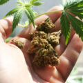 Medicinaal Cannabis Journaal 2024 • #19