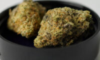 Blue Hulk Berry