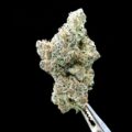 Primeur HighLife Cup samples getest op THC, CBD én terpenen