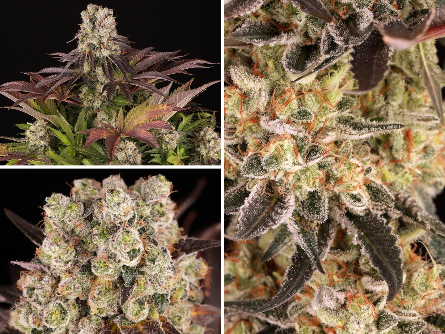 Purple Punch x Lemon Drizzle