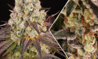 Purple Punch x Lemon Drizzle