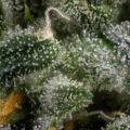 Wat is oogstverdunning (THC verdunning!) & wat doe je eraan?