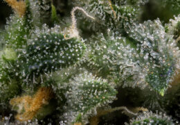 Oogstverdunning bij cannabis