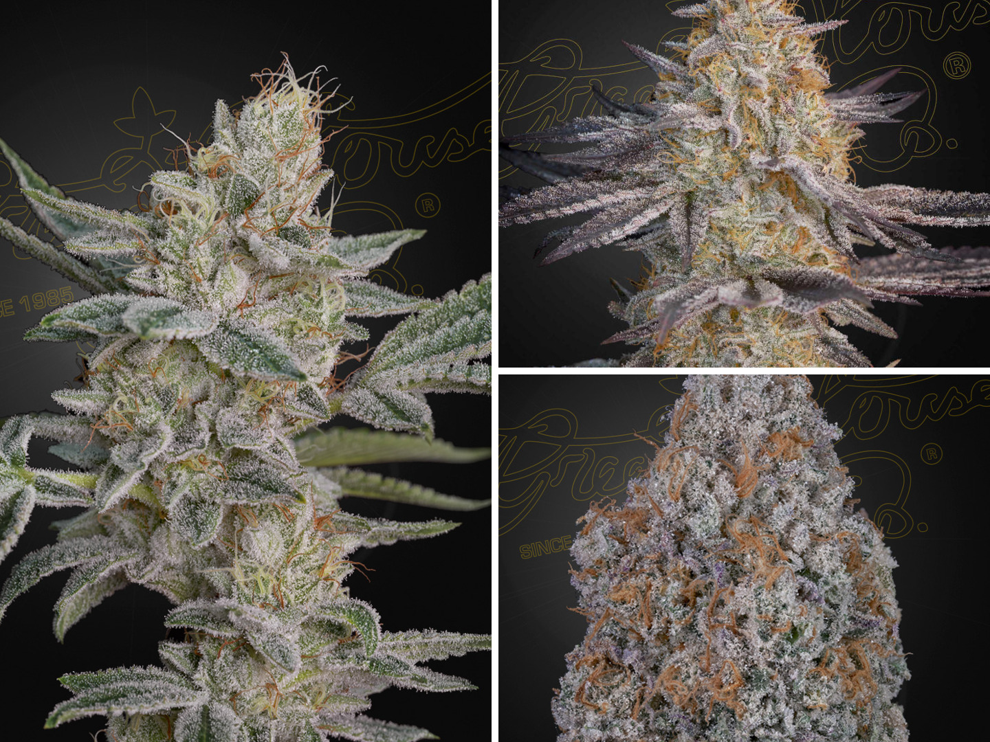 Super Lemon Haze x RS11
