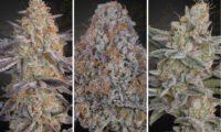 Super Lemon Haze x RS11