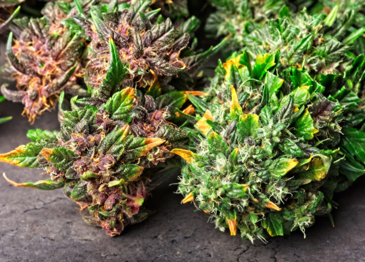 Waarom je autoflowers niet binnen moet kweken - CNNBS.nl