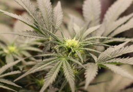 cannabis kweken zes factoren
