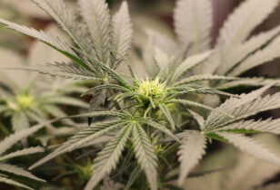 cannabis kweken zes factoren