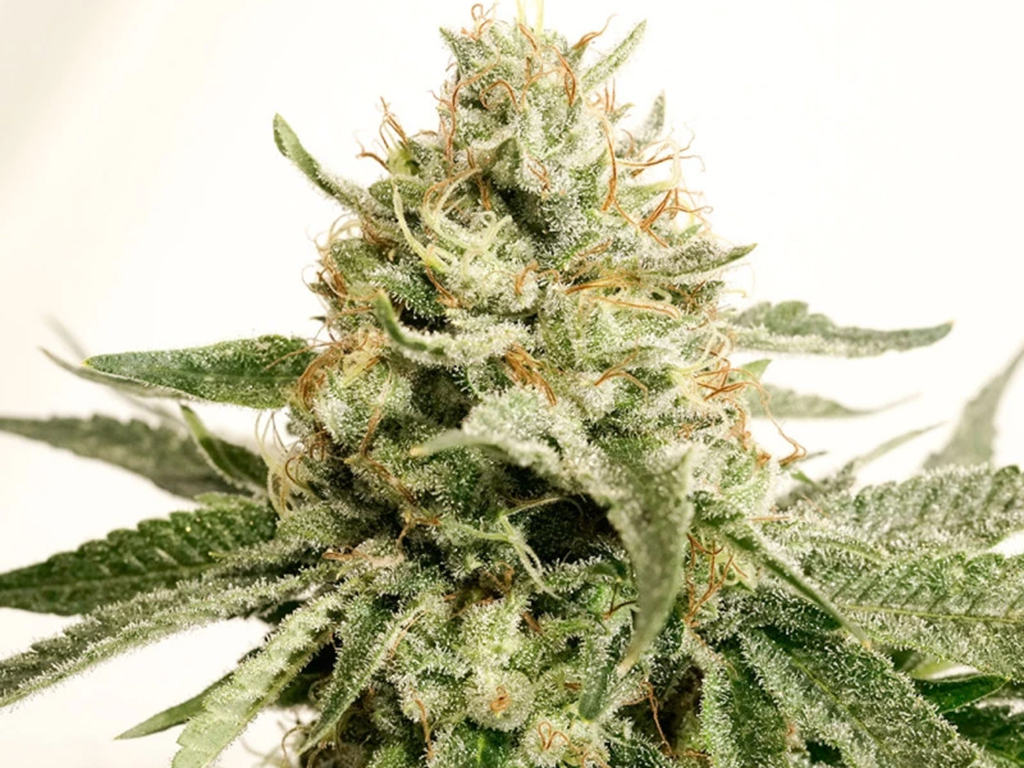 Ice Cream Haze close up