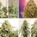 Ice Cream Haze