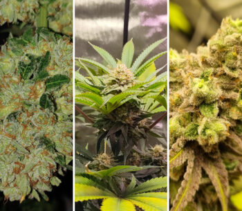 Lemon Orange van Green House Seeds