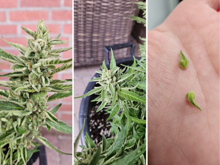 Lieve Muna, is mijn autoflower een hermafrodiet? - CNNBS.nl