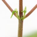 Paarse stammen aan je wietplant? Dit is de oorzaak én de oplossing!