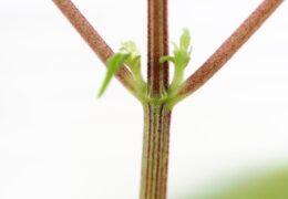 Paarse stam bij een wietplant