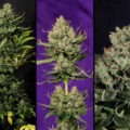 Colombian Jack