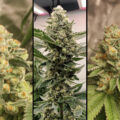 Green Papaya