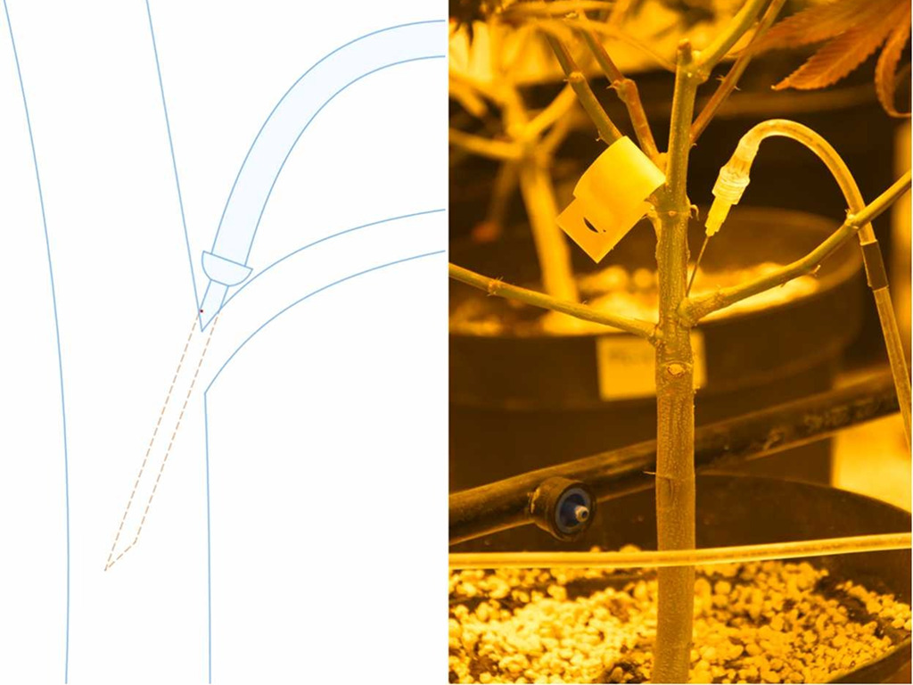 suikerwater infuus onderzoek wiet