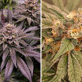 Orange Bud 2.0