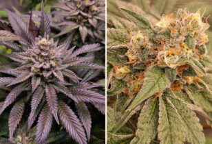 Orange Bud 2.0