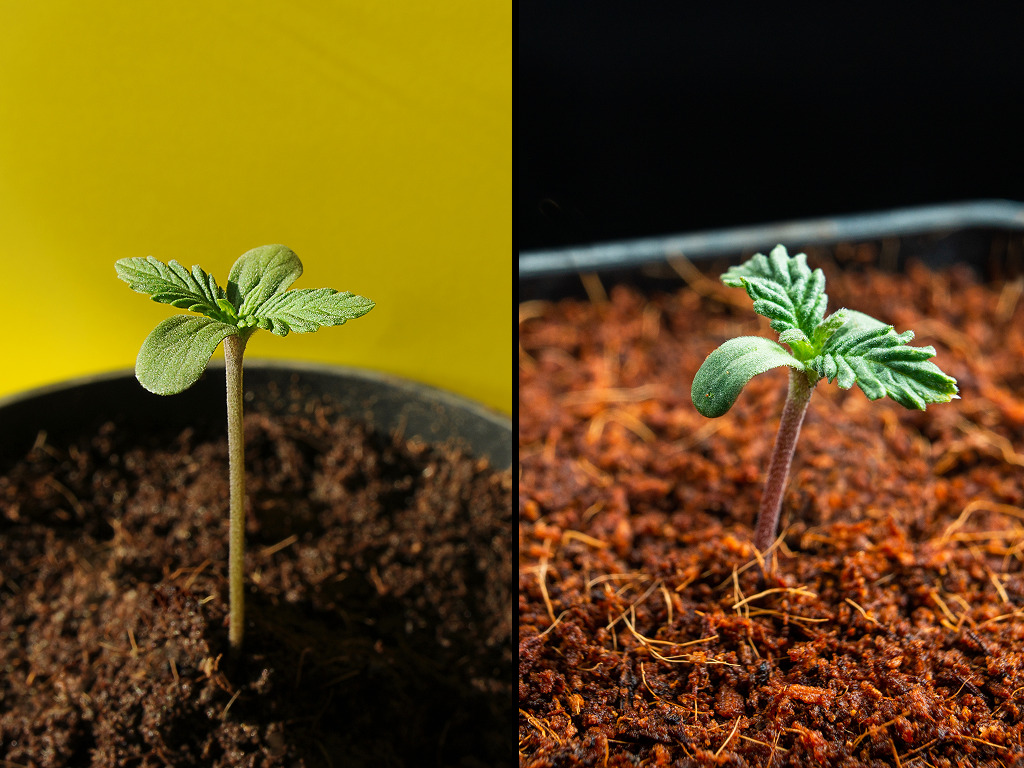 cannabis zaailingen aarde vs. kokos medium