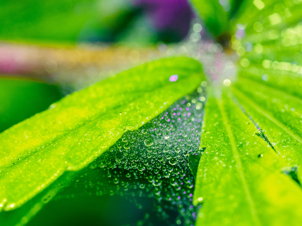 Bladvoeding cannabis